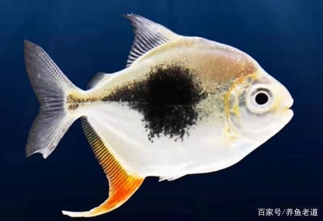 龍魚缸養什么魚好：如何維護龍魚健康水質,龍魚缸濾材選擇指南