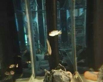 上海龍魚祥龍魚場（上海最大的觀賞魚市場-祥龍魚場）