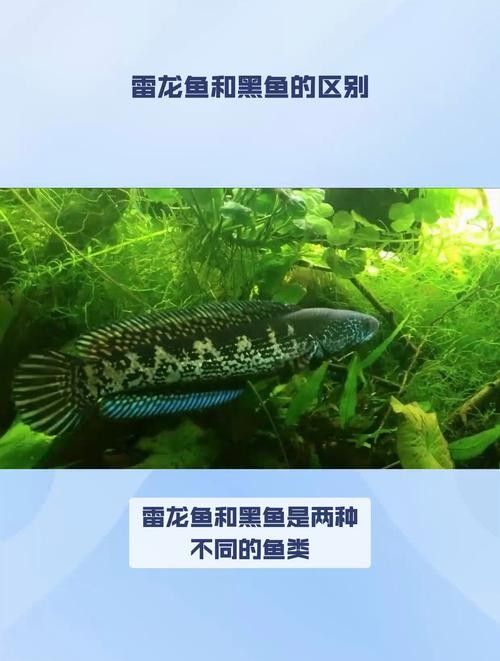 龍魚和黑魚的區別