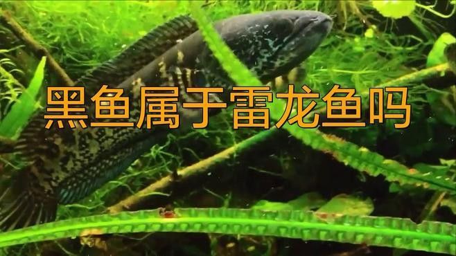龍魚和黑魚的區別