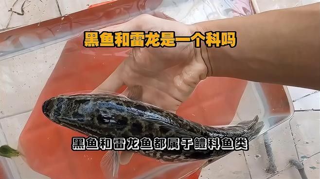 龍魚和黑魚的區別