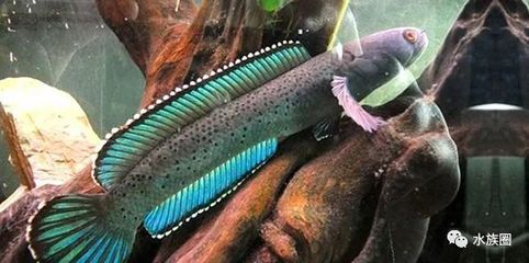 最小的龍魚：最漂亮的雷龍魚品種