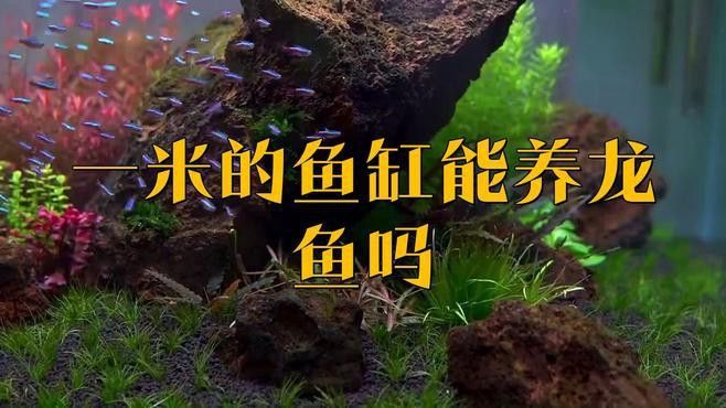紅龍魚成長期需要多大的魚缸？