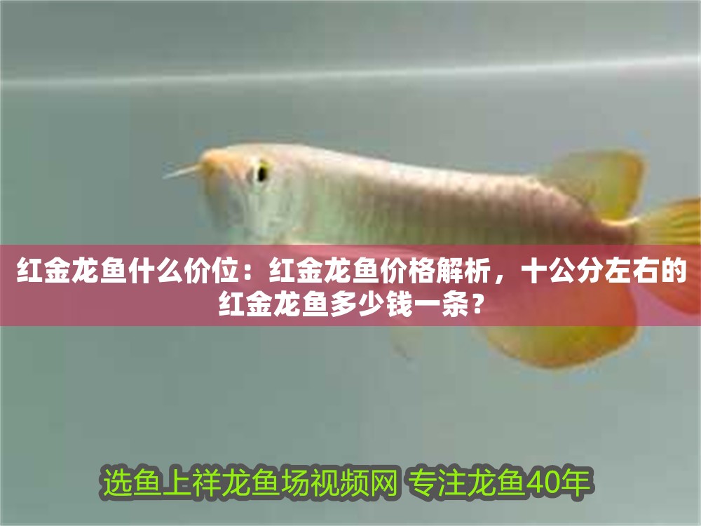 紅金龍魚什么價位:紅金龍魚價格解析,十公分左右的紅金龍魚多少錢一條? 龍魚百科 第1張 紅金龍魚什么價位:紅金龍魚價格解析,十公分左右的紅金龍魚多少錢一條? 紅金龍魚什么價位:紅金龍魚價格解析,十公分左右的紅金龍魚多少錢一條? 龍魚百科 第1張