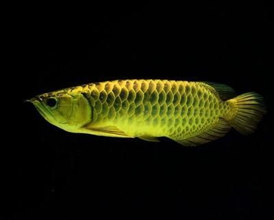 龍魚每天開燈幾個小時：龍魚每天需要多少光照？