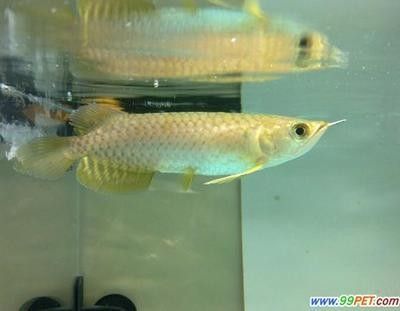 龍魚(yú)掉眼會(huì)怎么樣：龍魚(yú)掉眼會(huì)影響健康和生活質(zhì)量，飼養(yǎng)者應(yīng)采取適當(dāng)?shù)念A(yù)防措施