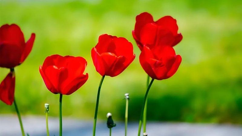 林園對金龍羽的投資是否已盈利？