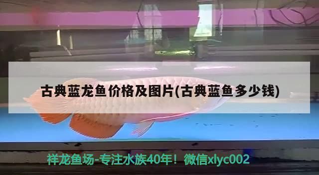 龍魚 品相（衡量龍魚品相的好壞是一個全面的過程，龍魚品相鑒定技巧分享）