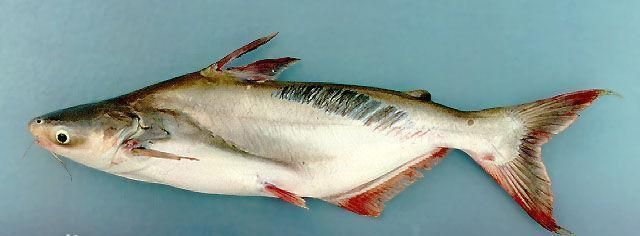 巴沙魚和龍魚是一種魚嗎：巴沙魚和龍利魚的區別