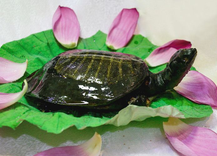 龍魚養殖場投資多少錢合適：投資龍魚養殖場需要考慮哪些因素
