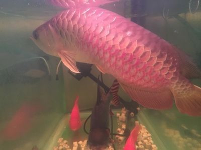 紅寶石龍魚價格表：紅寶石龍魚價格表根據魚的大小、品種和來源地不同