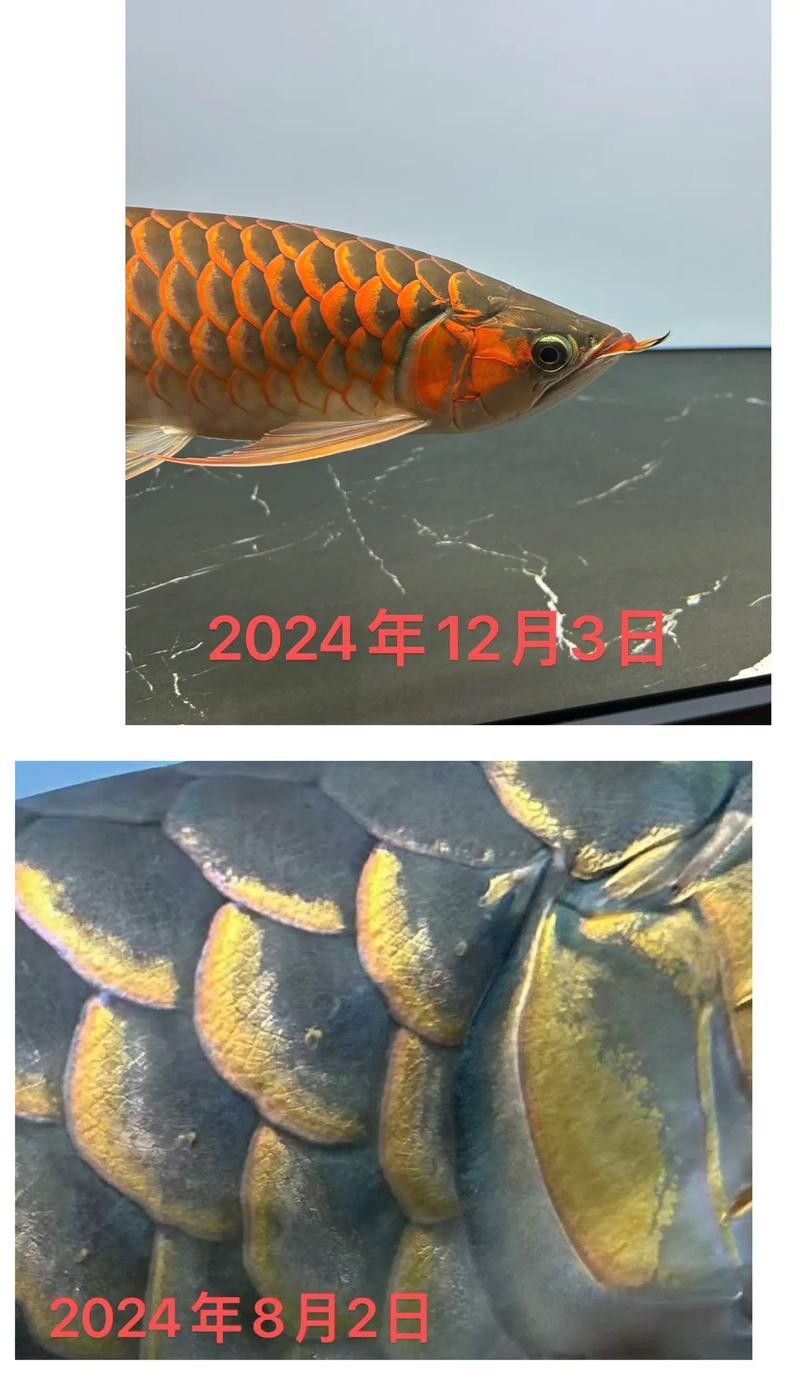紅龍魚成長記錄表圖片 紅龍魚成長記錄表圖片 龍魚百科 第8張