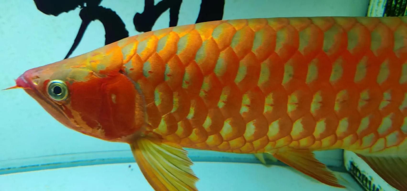 紅龍魚成長記錄表圖片 紅龍魚成長記錄表圖片 龍魚百科 第24張