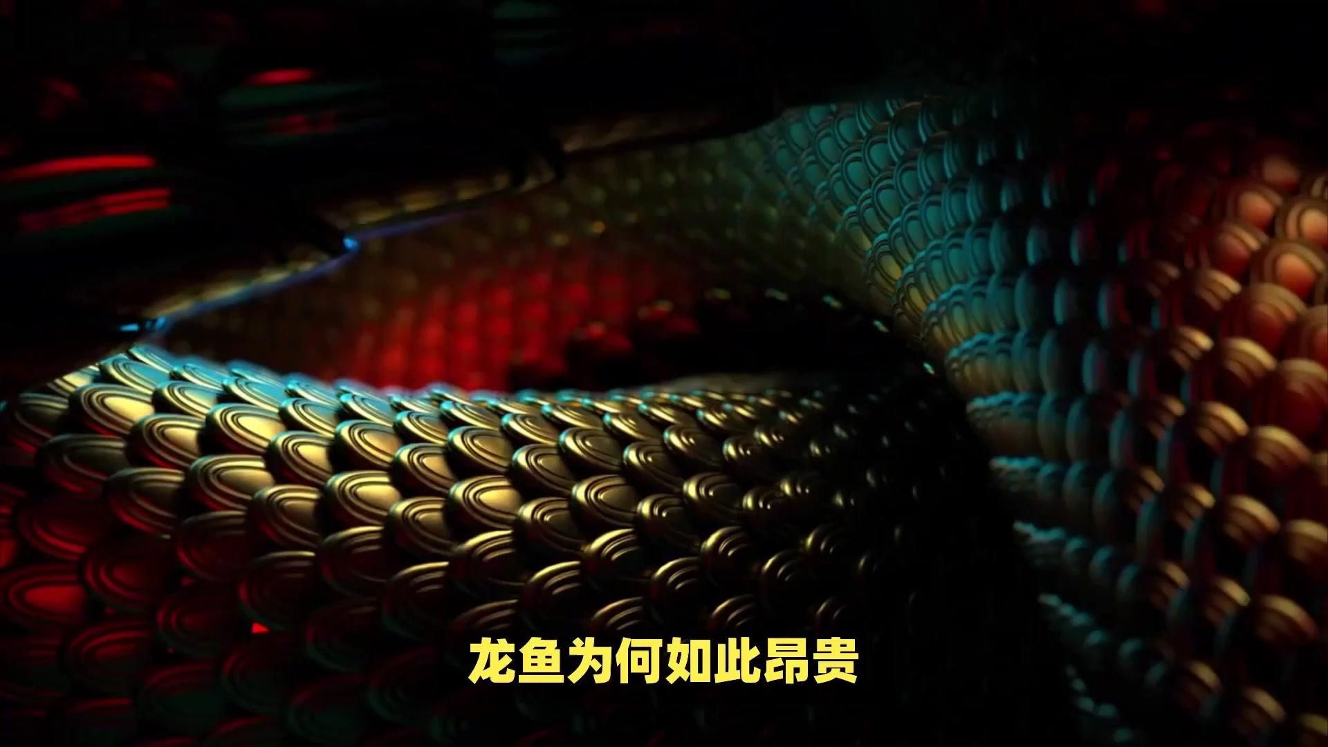 龍魚的高端市場有哪些特點？
