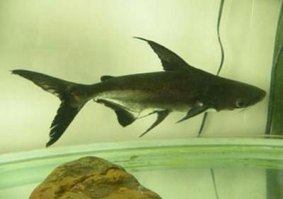 龍魚晚上撞缸是怎么回事?龍魚晚上突然撞缸怎么回事？原因分析與解決方案