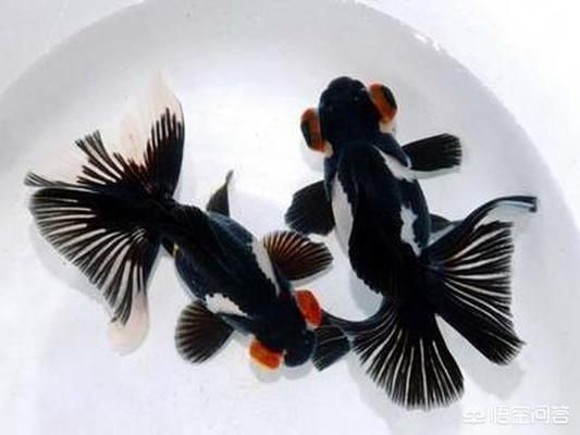 魚缸養魚的水怎樣才能養好水質和魚（如何選擇合適的過濾系統？魚缸水質檢測的簡易方法） 魚缸養魚的水怎樣才能養好水質和魚（如何選擇合適的過濾系統？魚缸水質檢測的簡易方法） 龍魚百科 第6張