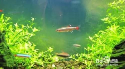 魚缸養魚的水怎樣才能養好水質和魚（如何選擇合適的過濾系統？魚缸水質檢測的簡易方法） 魚缸養魚的水怎樣才能養好水質和魚（如何選擇合適的過濾系統？魚缸水質檢測的簡易方法） 龍魚百科 第4張