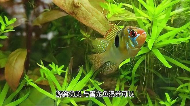 雷龍魚和虎皮魚混養(yǎng)好不好
