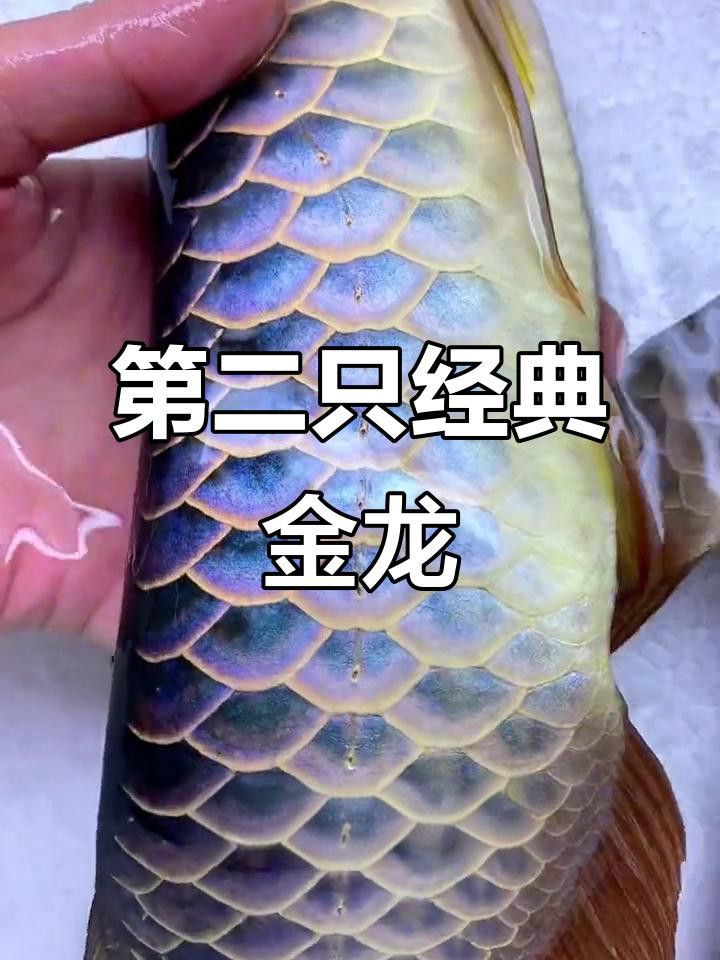 如何飼養新加坡金頭過背金龍魚？