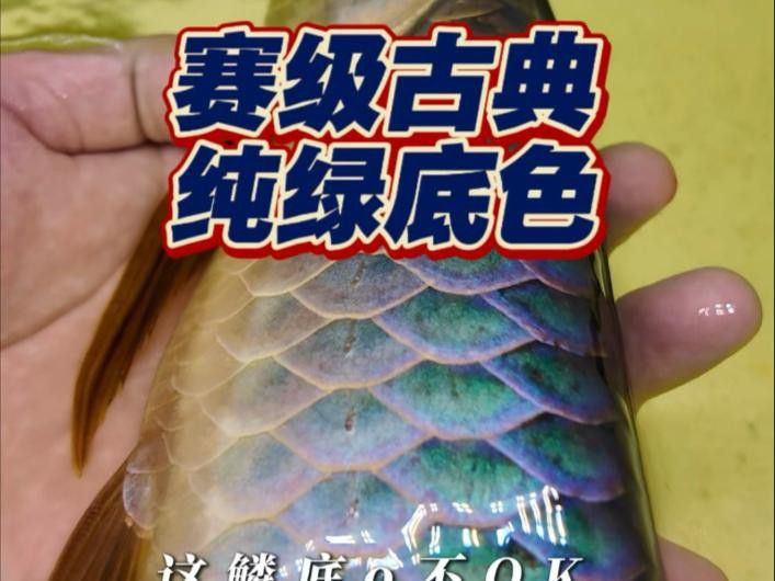 如何飼養新加坡金頭過背金龍魚？