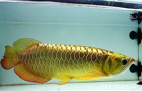 如何飼養新加坡金頭過背金龍魚？