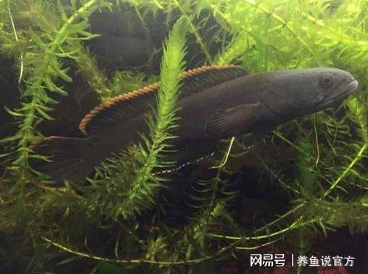 雷龍魚有什么品種：常見的雷龍魚品其特點