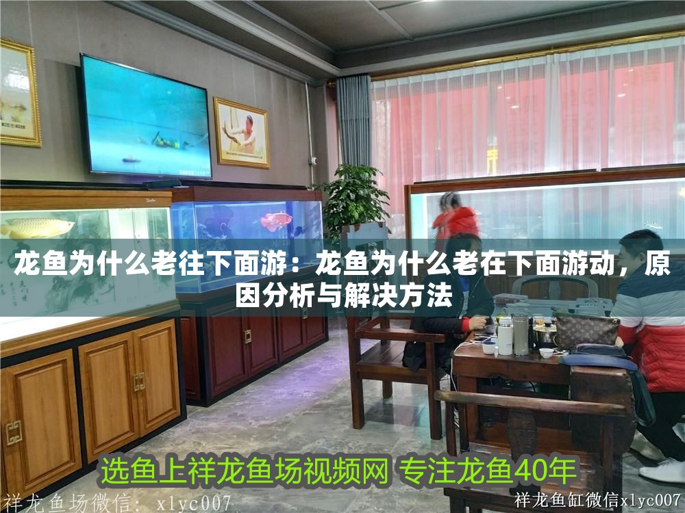 龍魚為什么老往下面游：龍魚為什么老在下面游動，原因分析與解決方法