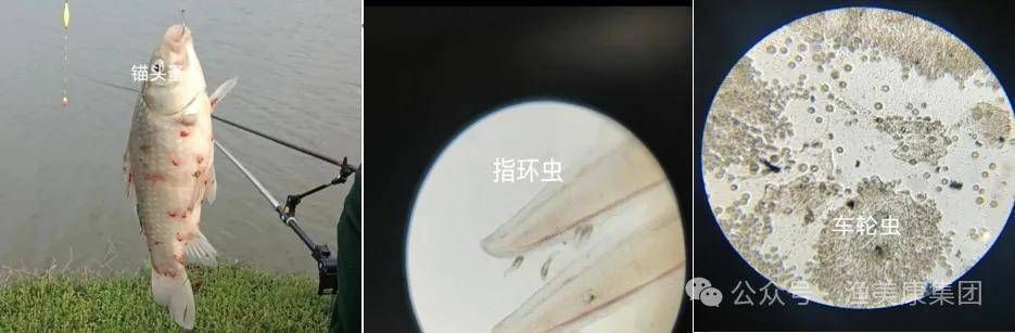 豹紋夫魚苗疾病預防（如何判斷豹紋夫魚苗健康狀況）