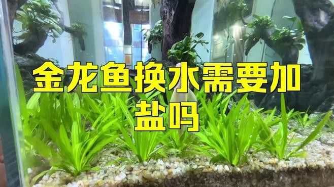 金頭過背金龍魚換水時需要加鹽嗎？