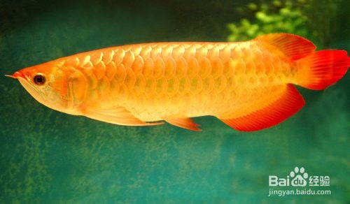 金頭過背金龍魚換水時需要加鹽嗎？