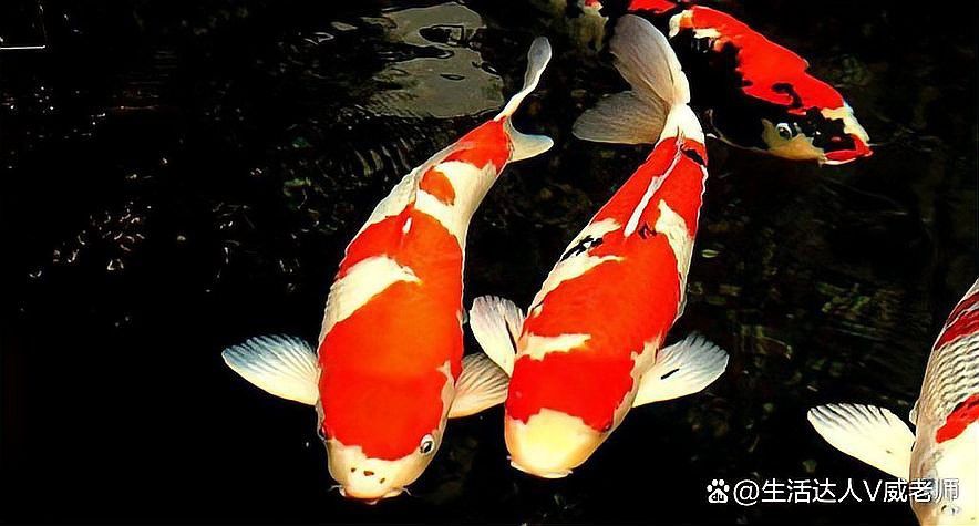 金頭過背金龍魚換水時需要加鹽嗎？