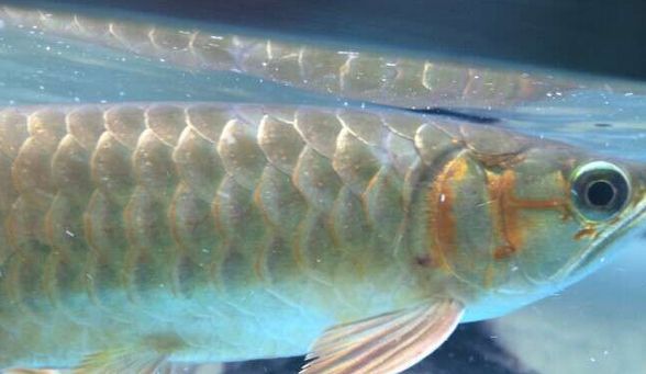 紅龍魚換水加鹽嗎：紅龍魚的飼養方法