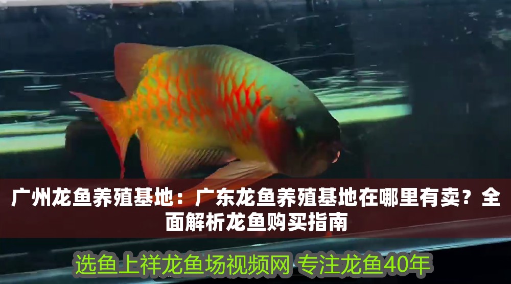 廣州龍魚養殖基地：廣東龍魚養殖基地在哪里有賣？全面解析龍魚購買指南