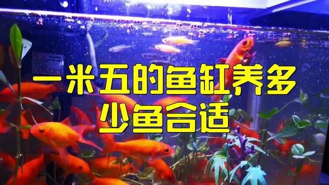 一米五的魚缸適合養(yǎng)幾條龍魚？