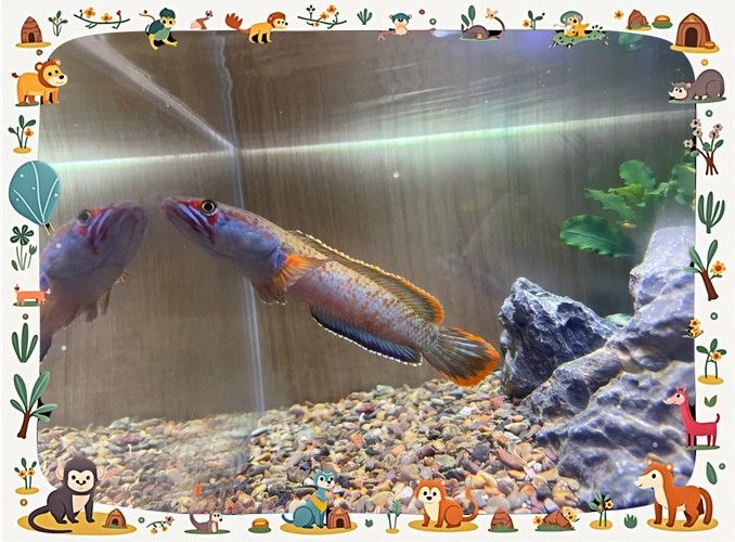 龍魚會跳缸嗎怎么回事啊圖片