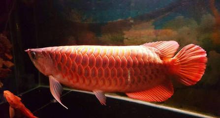 龍魚胡須斷了一般幾天恢復生長：龍魚胡須斷了一般幾天恢復