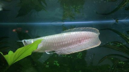 銀龍魚(yú) 好壞（判斷銀龍魚(yú)的好壞需要綜合考慮其外觀(guān)特征、健康的銀龍魚(yú)）