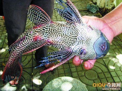 那里的龍魚(yú)最好（關(guān)于龍魚(yú)的產(chǎn)地，不同的地區(qū)因其自然環(huán)境和養(yǎng)殖技術(shù)的不同）
