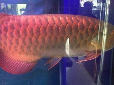 魚缸過濾器選購指南:自制魚缸過濾器魚缸上置過濾器對于養魚愛好者的必備知識 龍魚漂浮不動怎么辦呀:龍魚漂浮不動怎么辦 龍魚百科 龍魚漂浮不動怎么辦呀:龍魚漂浮不動怎么辦 龍魚漂浮不動怎么辦呀:龍魚漂浮不動怎么辦 龍魚百科