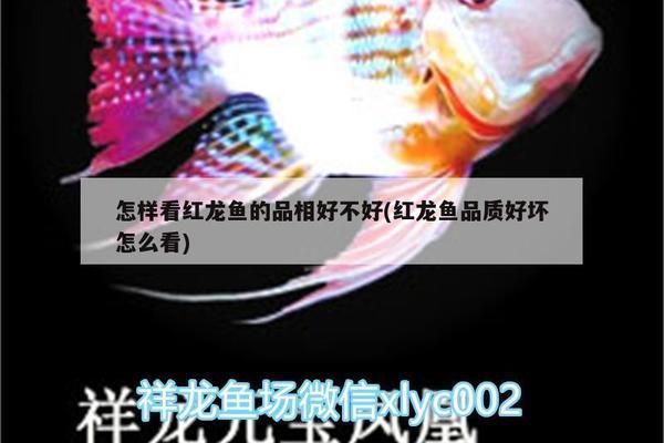和龍魚混養的魚：和龍魚一起養的魚