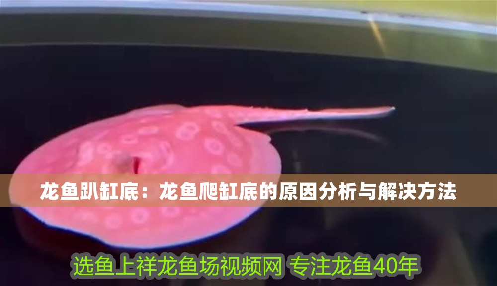 龍魚趴缸底：龍魚爬缸底的原因分析與解決方法