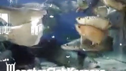 龍魚和戰船混養會打架嗎：雷龍魚和龍魚混養的注意事項雷龍魚和龍魚混養的注意事項