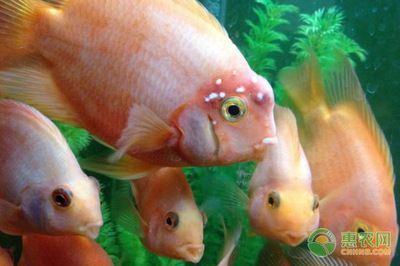 金龍魚和鸚鵡魚混養可行嗎：金龍魚和鸚鵡魚可以混養嗎