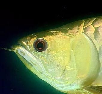 60公分金龍魚開頂燈還會(huì)掉眼嗎