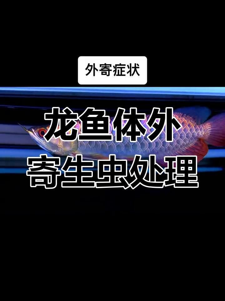 龍魚外寄病如何治療？