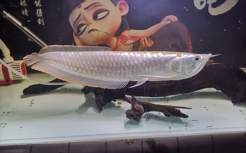 養(yǎng)銀龍魚喂什么食物好