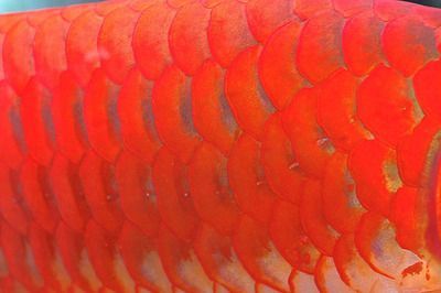 紅龍魚長度鱗片有幾種形狀（紅龍魚的鱗片形狀和發色）