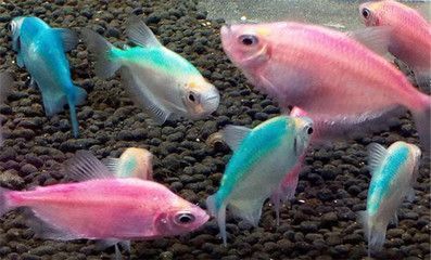 純白色的龍魚：純白色的觀賞魚