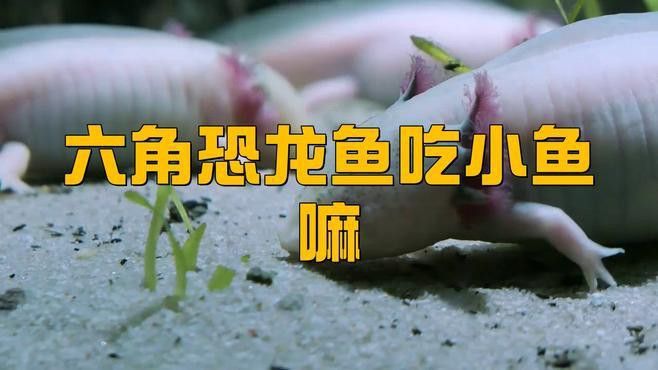 恐龍魚吃食物量多少正常