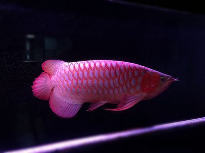 土霉素對龍魚的副作用（土霉素對龍魚有副作用嗎） 土霉素對龍魚的副作用（土霉素對龍魚有副作用嗎） 龍魚百科